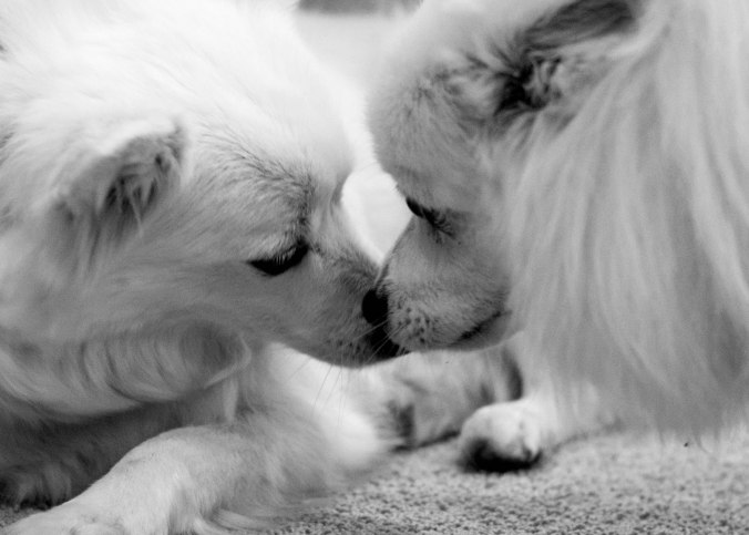 Puppy Love